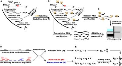 Direct RNA Sequencing for the Study of Synthesis, Processing, and Degradation of Modified Transcripts